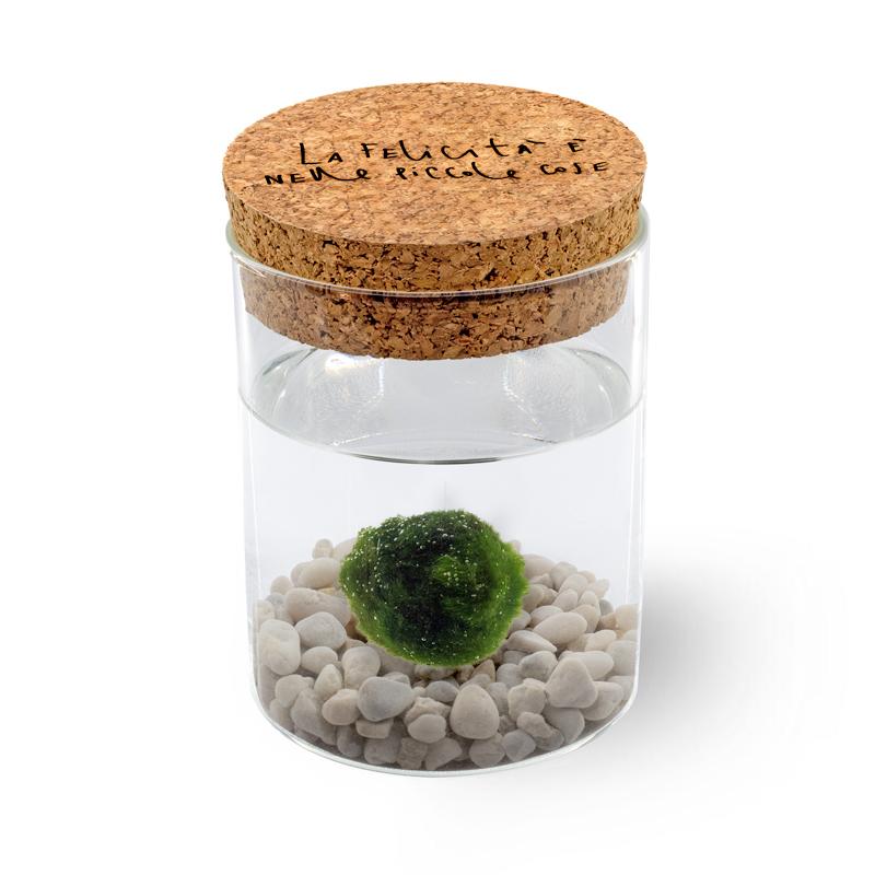 Marimo Alga Portafortuna – DIFFERENT